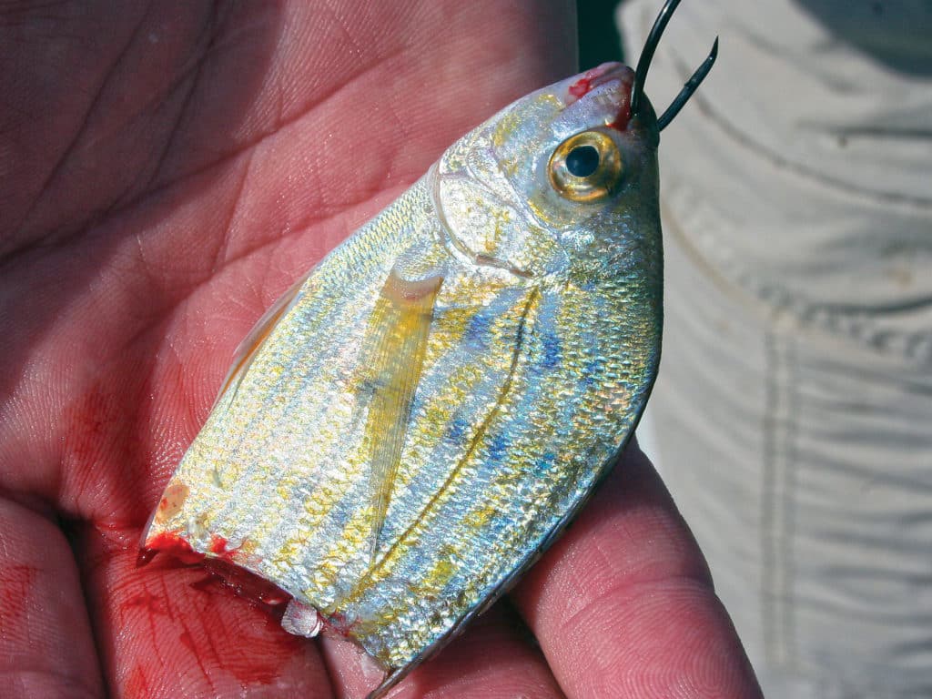 Red drum and stripers forage on menhaden, mullet, shrimp and crabs.