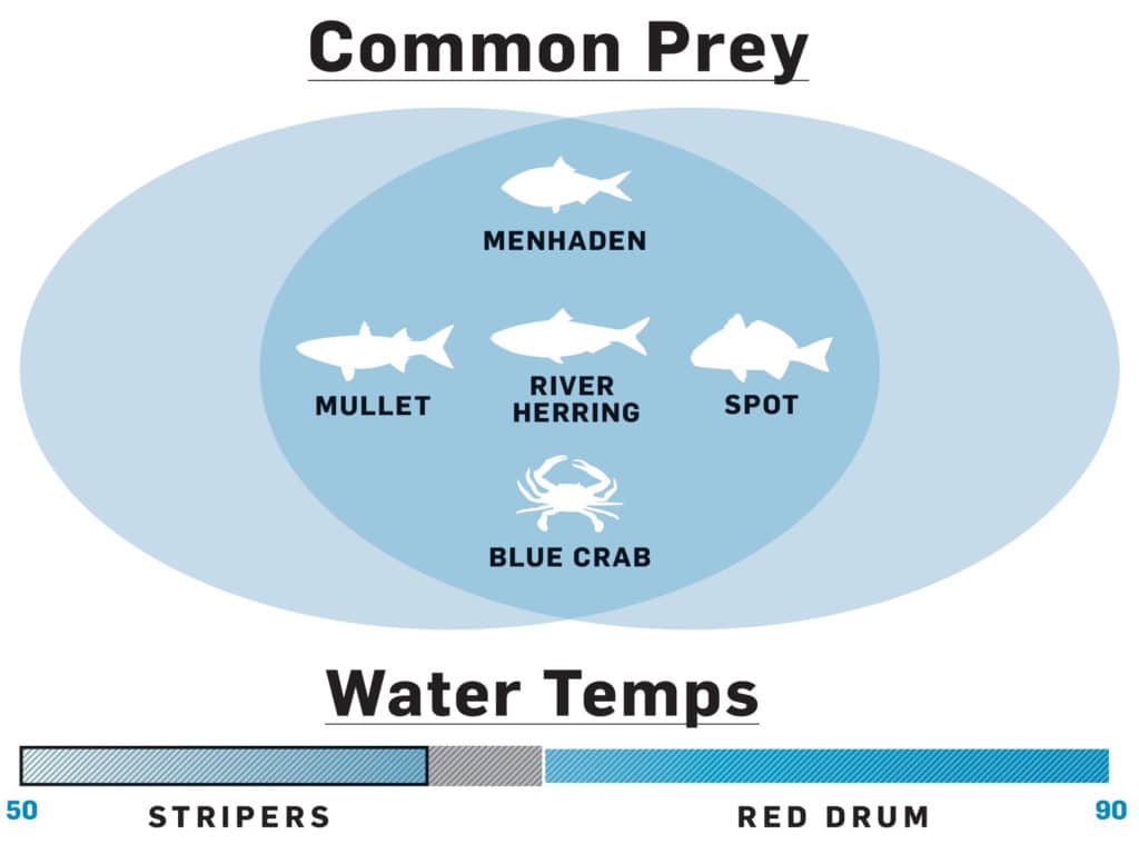 Striped bass (aka rockfish) and red drum are opportunistic feeders, and both pounce on anything that seems like an easy meal.