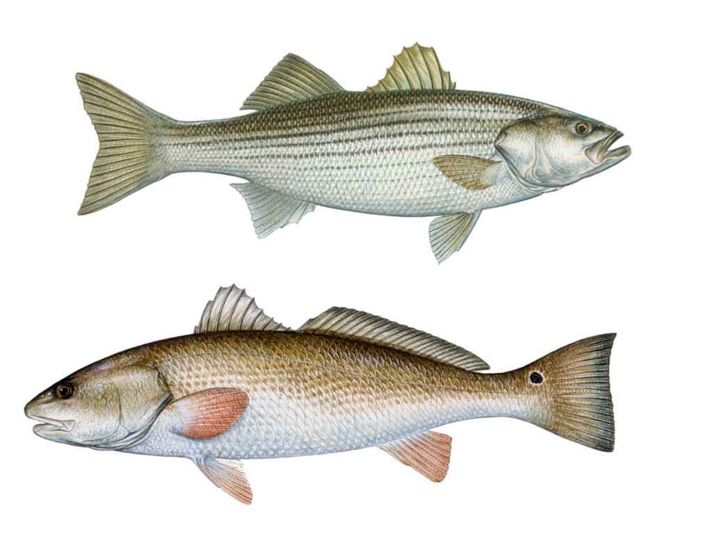 Crossover tactics entice both mid-Atlantic red drum and rockfish.