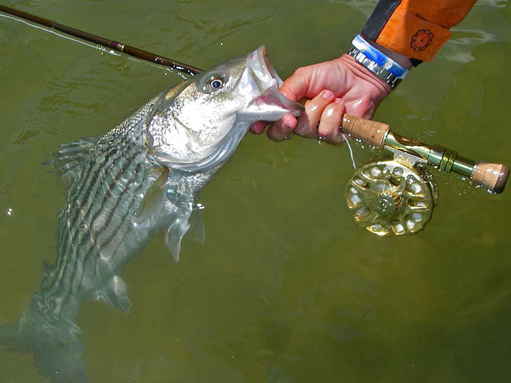 Stripers also frequent areas with plenty of obstacles for the fly angler.
