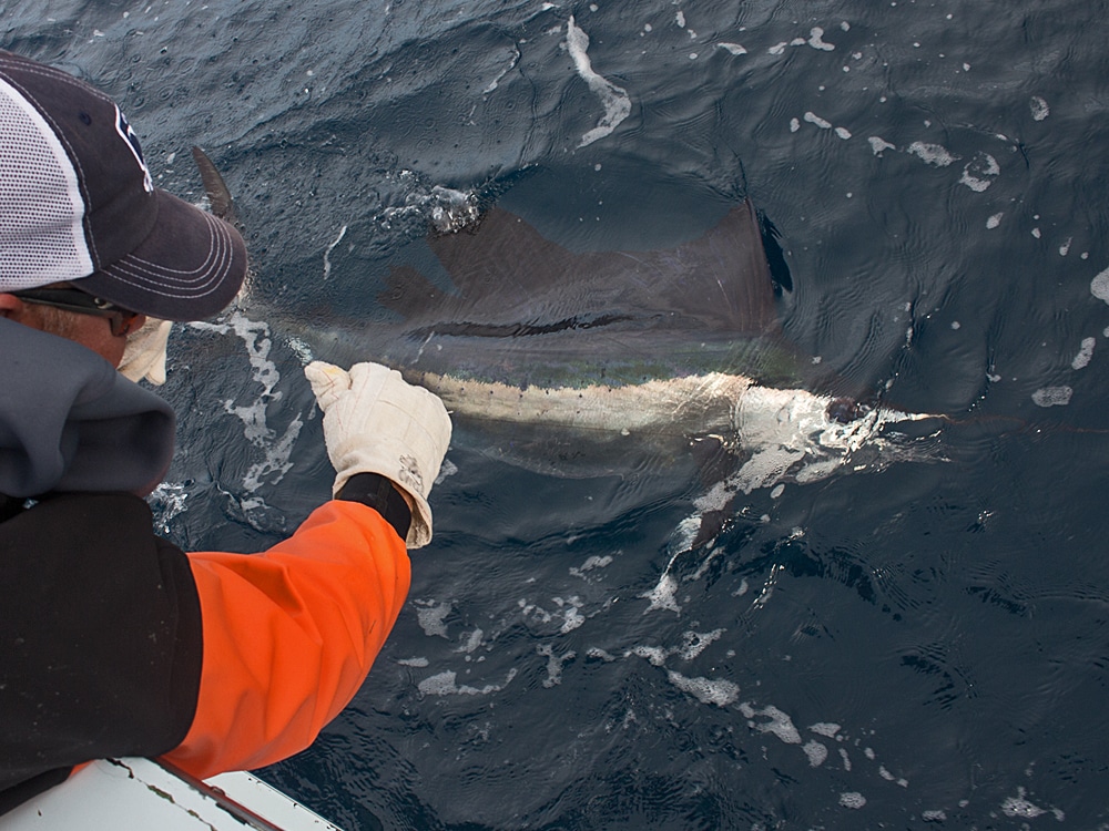 Winter sailfish off Stuart, Florida