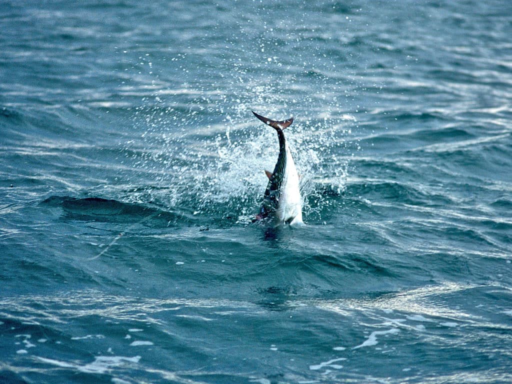 Surface attacks from false albacore are fast, powerful and very exciting.