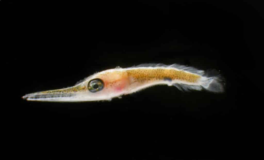 Swordfish Larvae Baby Fish Photo
