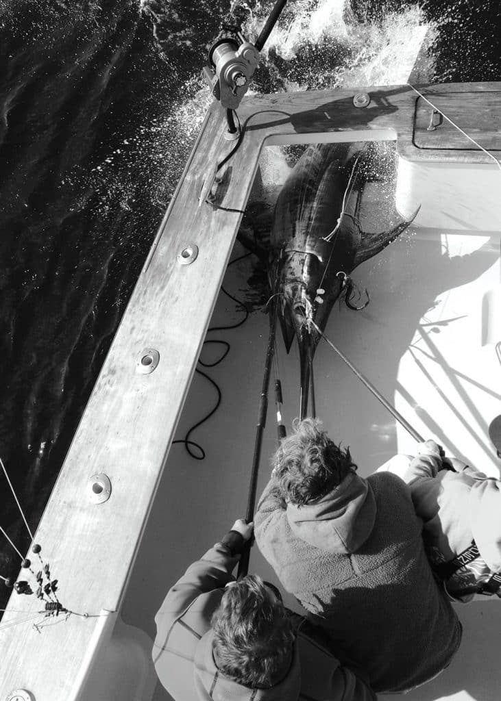 Swordfish being brought aboard a boat