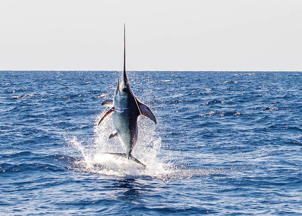 Swordfish jumping out of the water