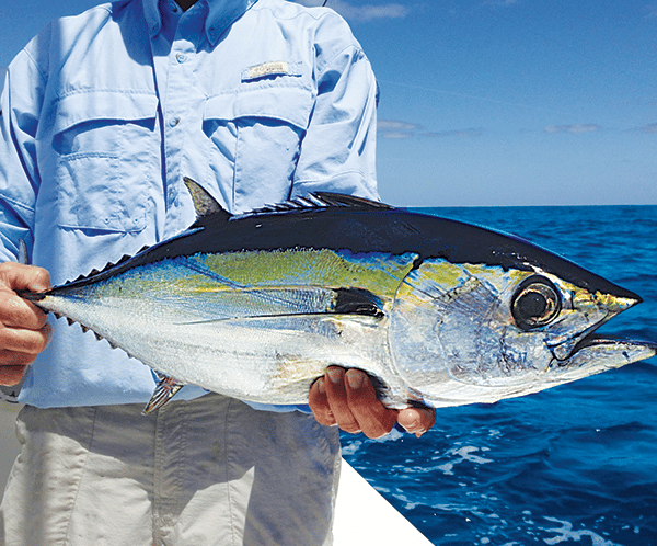 How to Fish with Kites