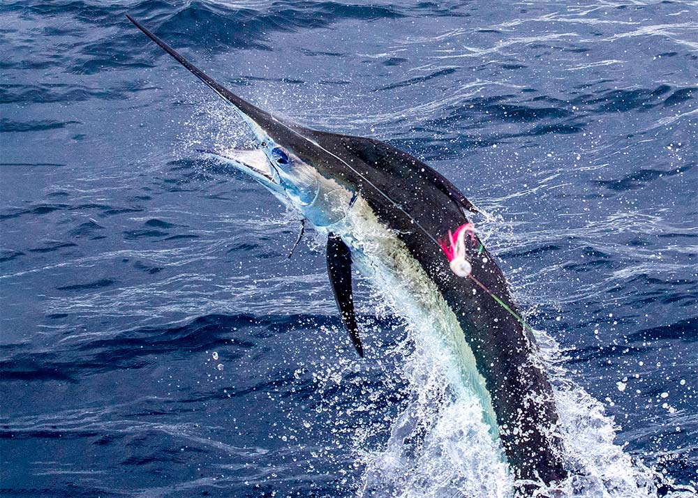 Marlin on Fly