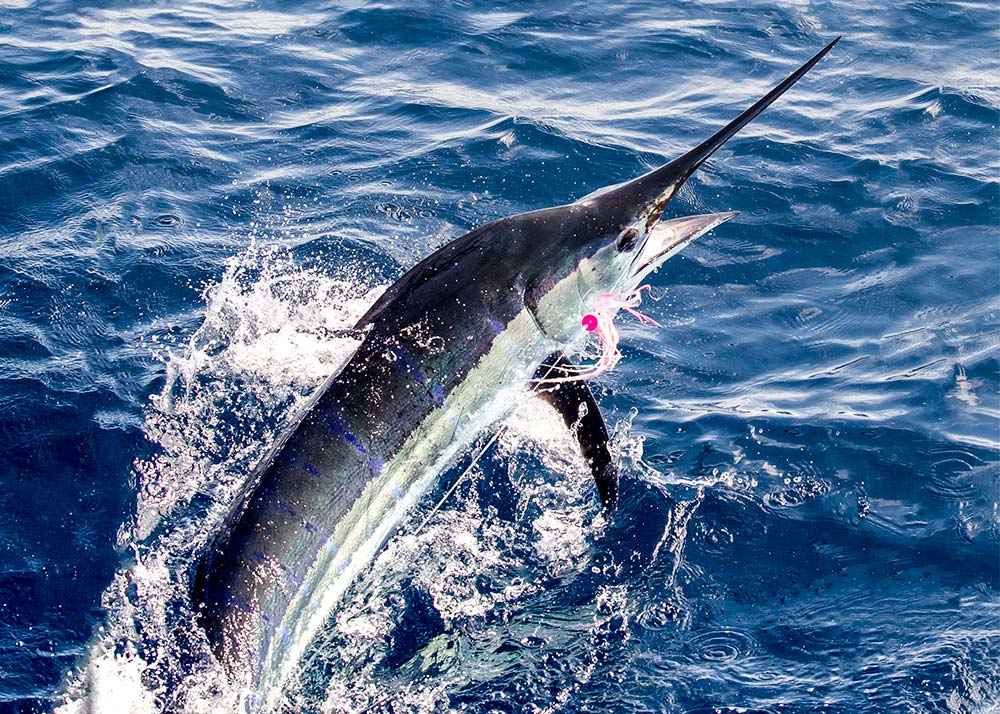 Marlin on Fly