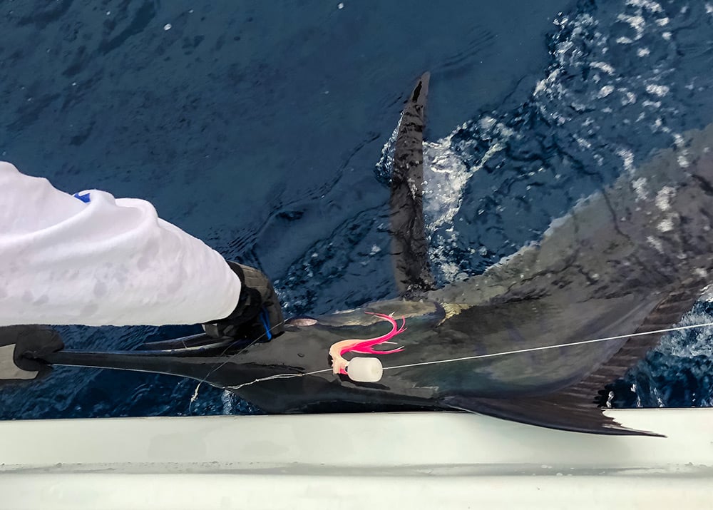 Marlin on Fly