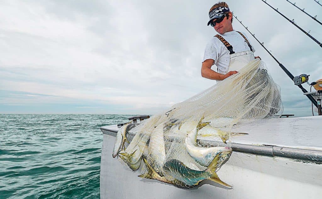 East Coast Menhaden Run