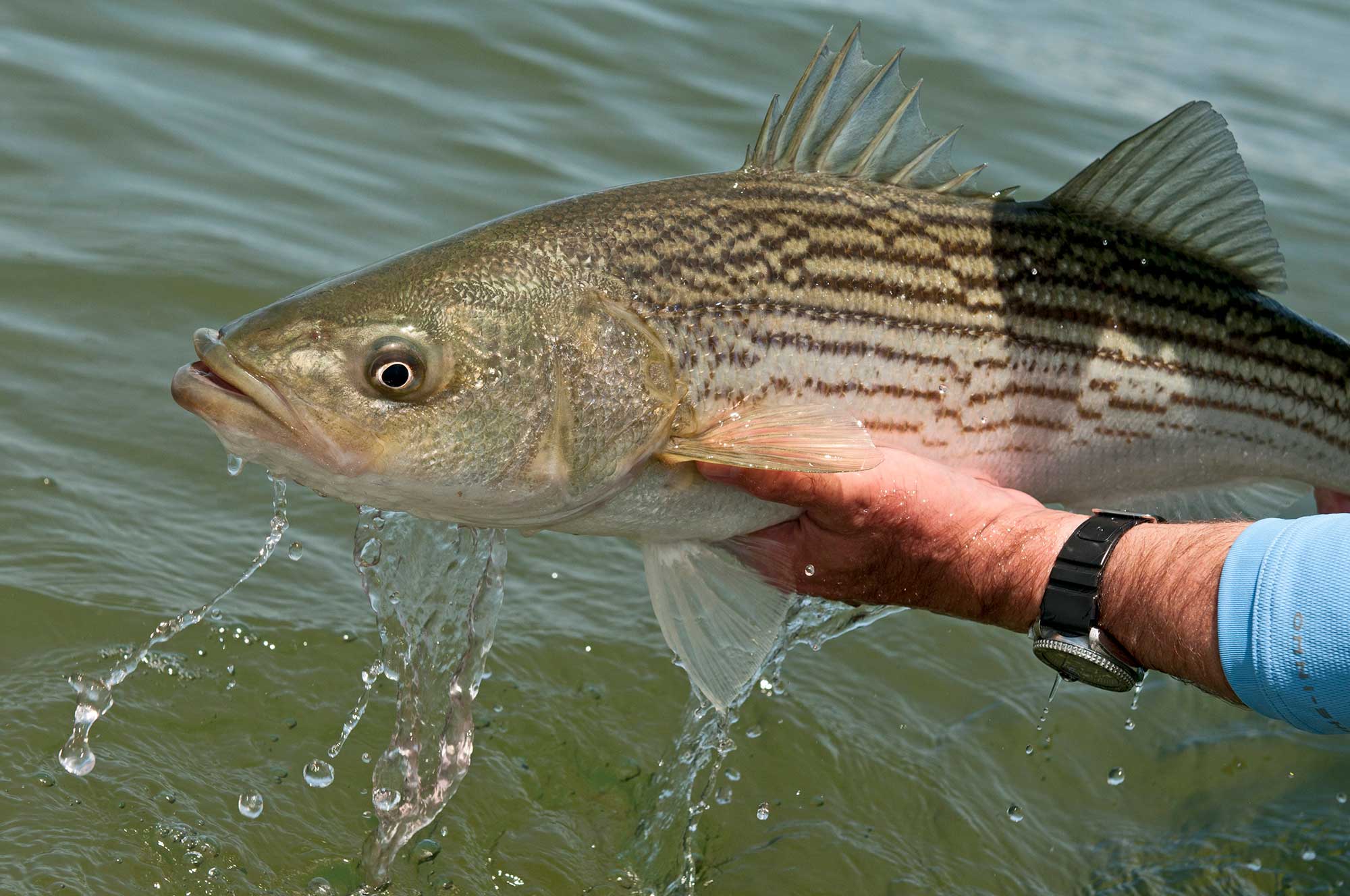 Striped Bass Bait Guide - On The Water