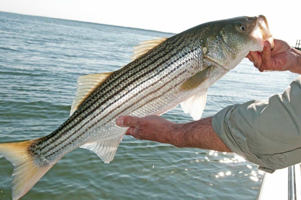 Showing Off a Striped Bass