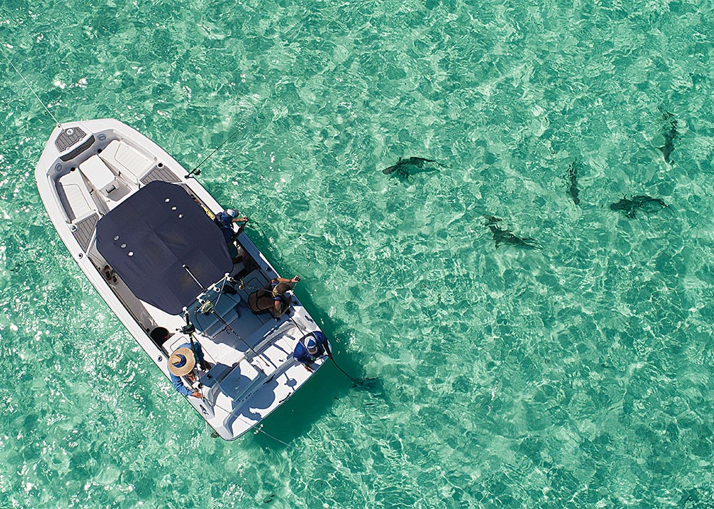 Catching sharks on the sand flats