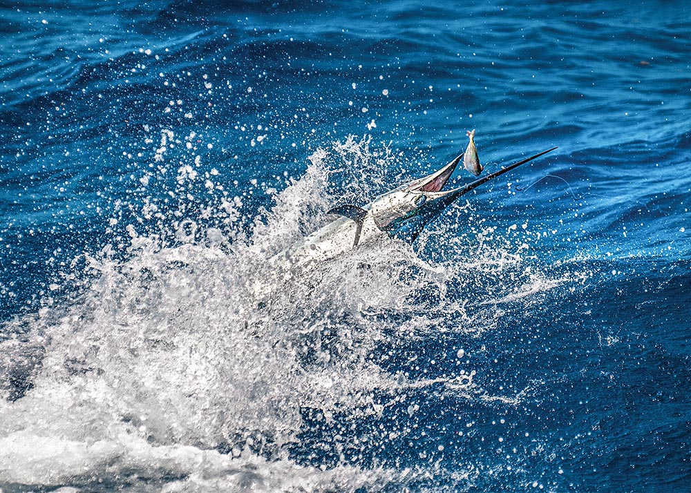Sailfish chasing bait
