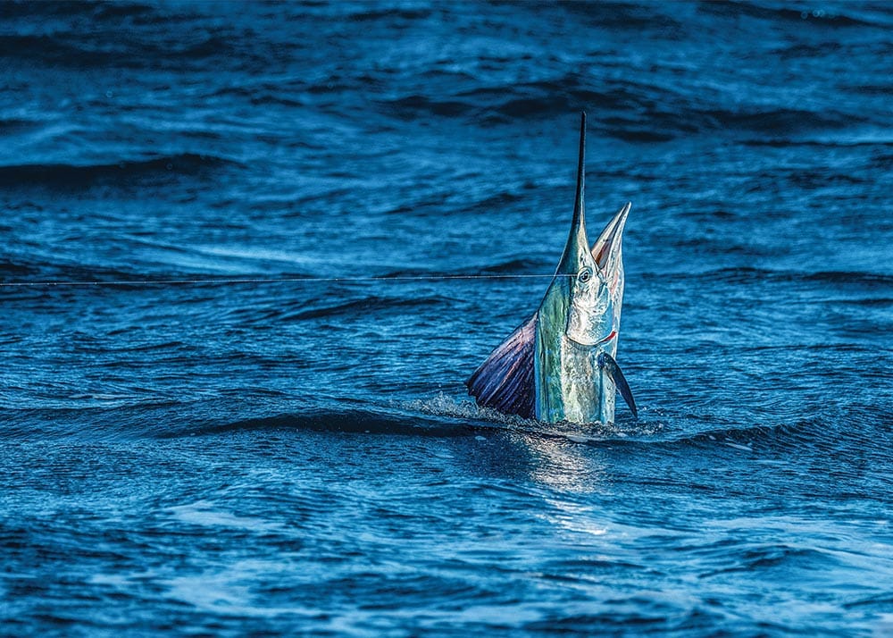 Sailfish hookup on a kite