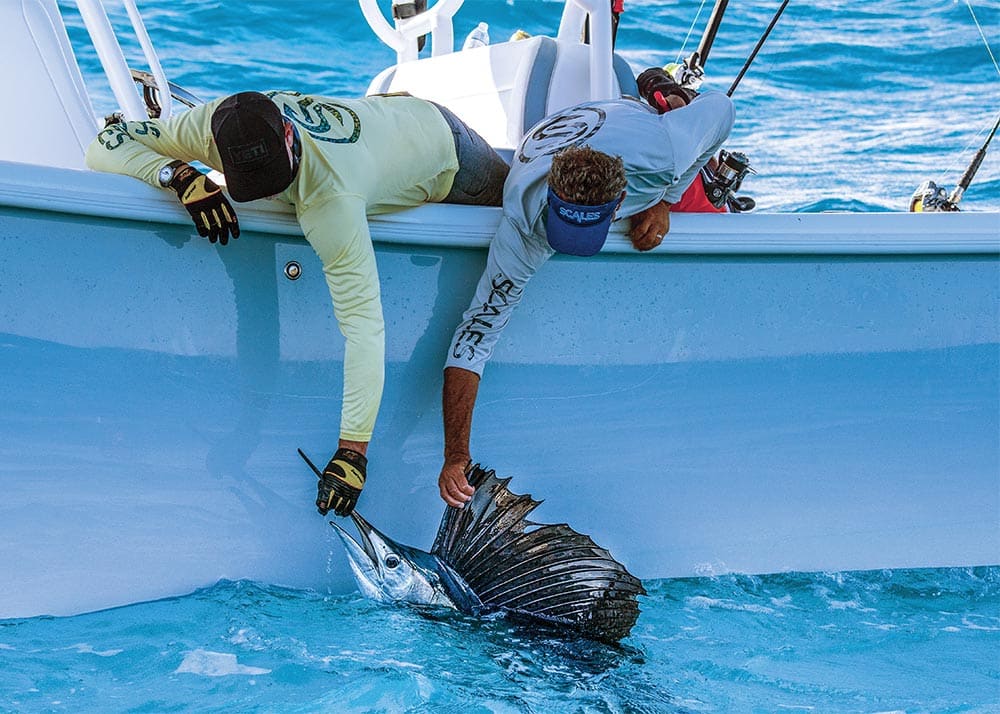 Releasing a sailfish