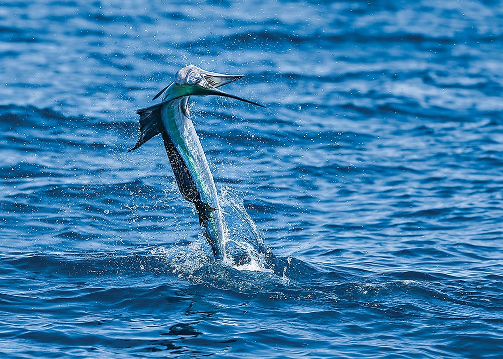 Sailfish aerial display