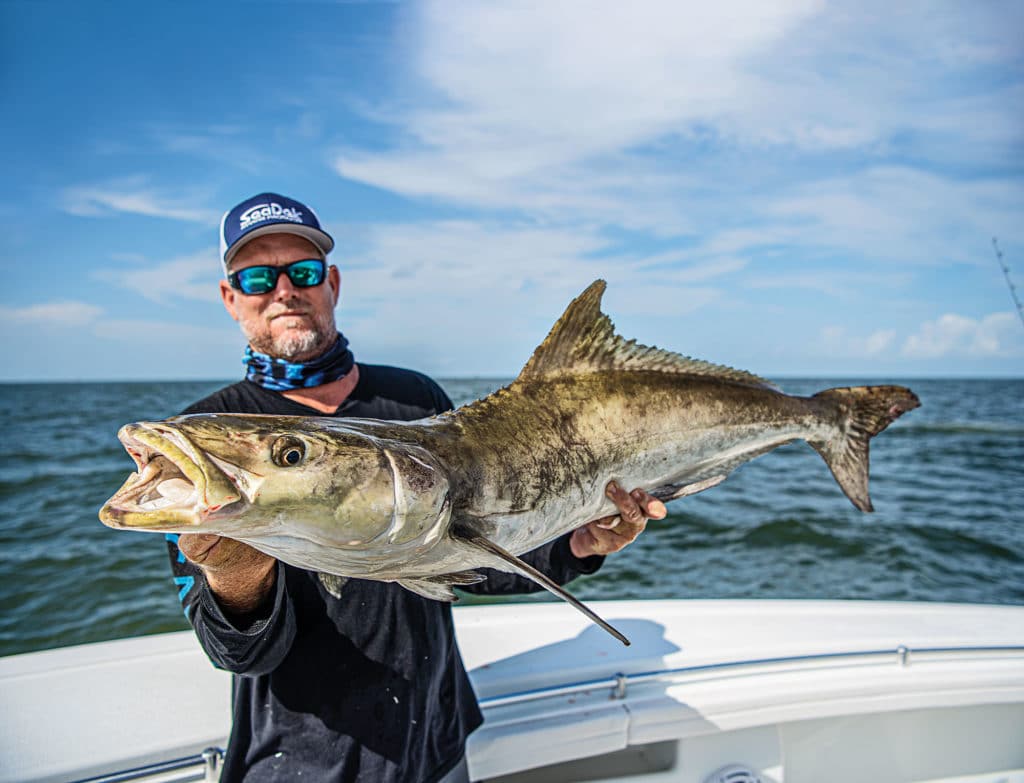 Cobia held up on a boat