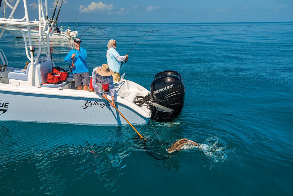 Schooling cobia being caught