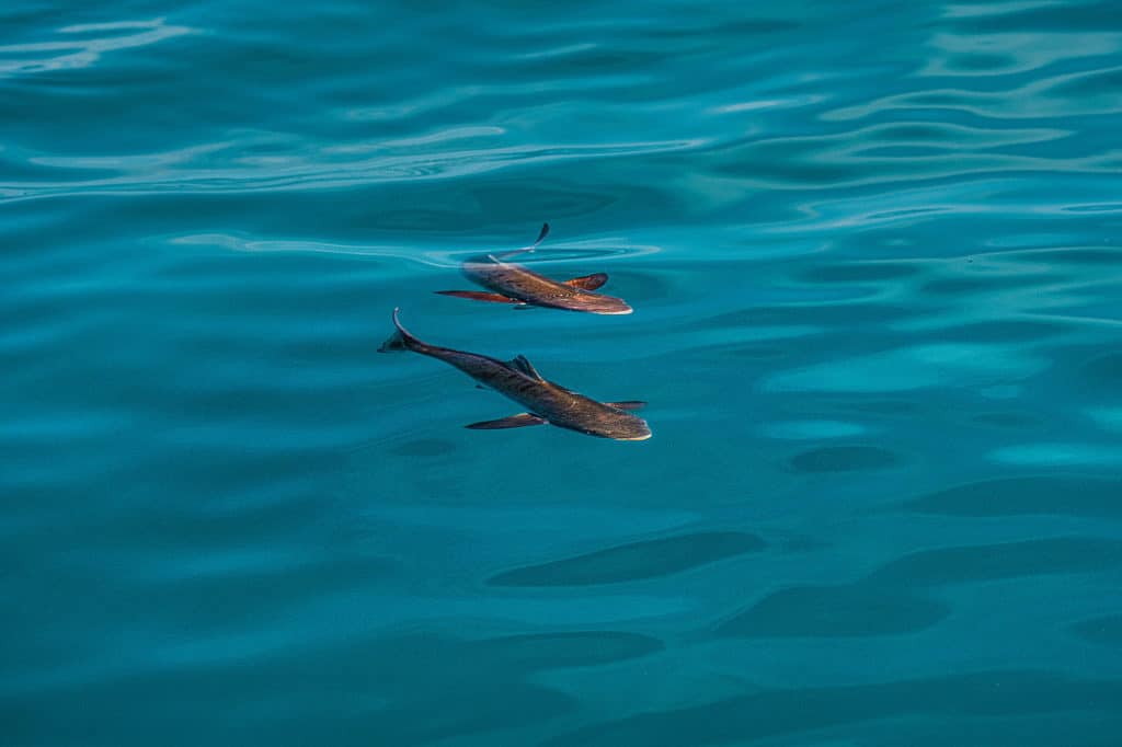 Cobia approaching boat