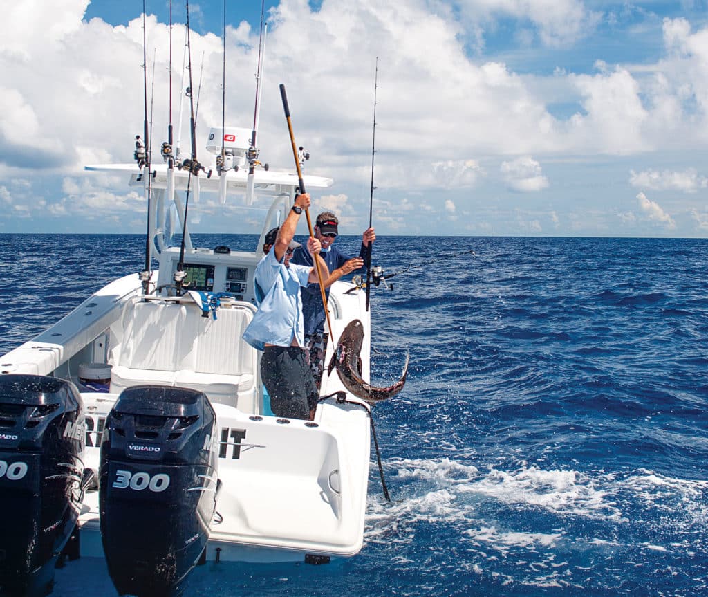 Landing large cobia