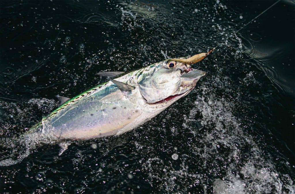 False albacore reeled in close to the boat