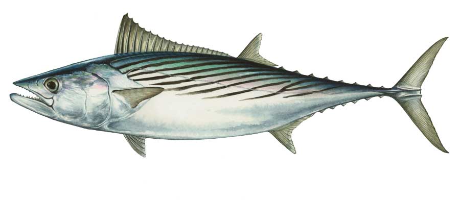 Atlantic bonito illustration