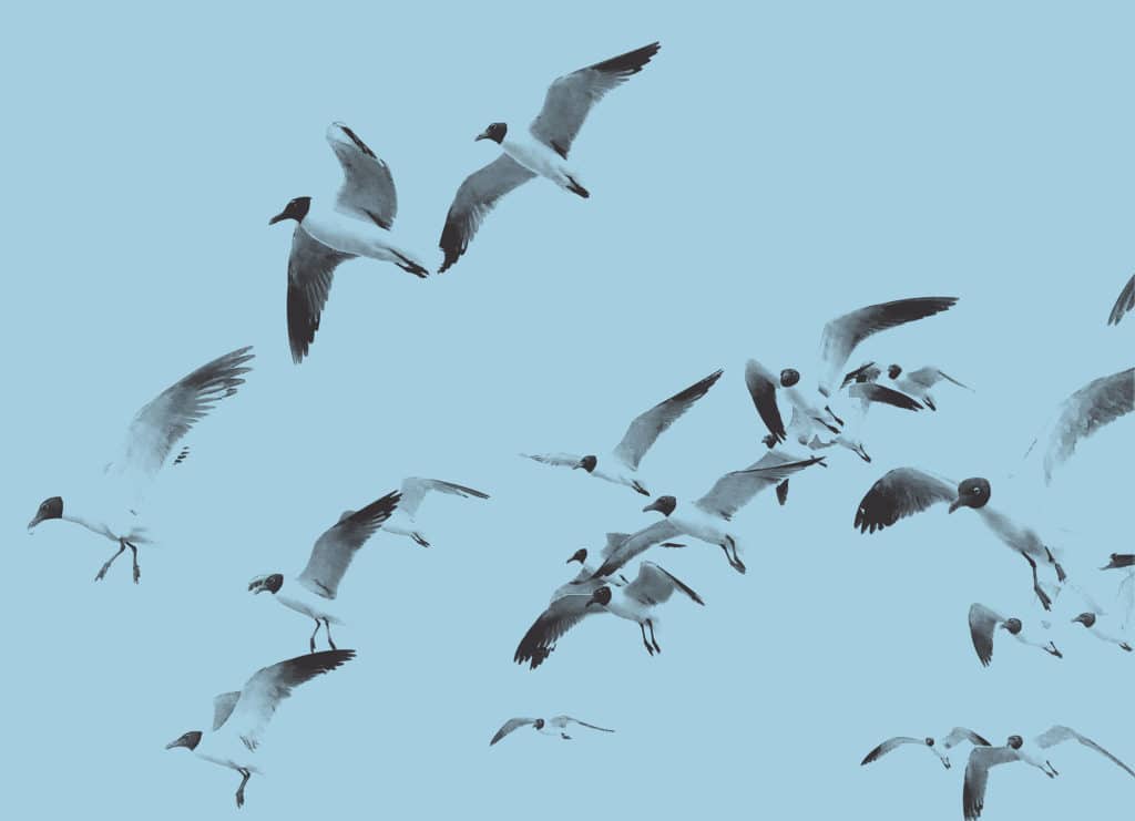 Birds flocking over baitfish