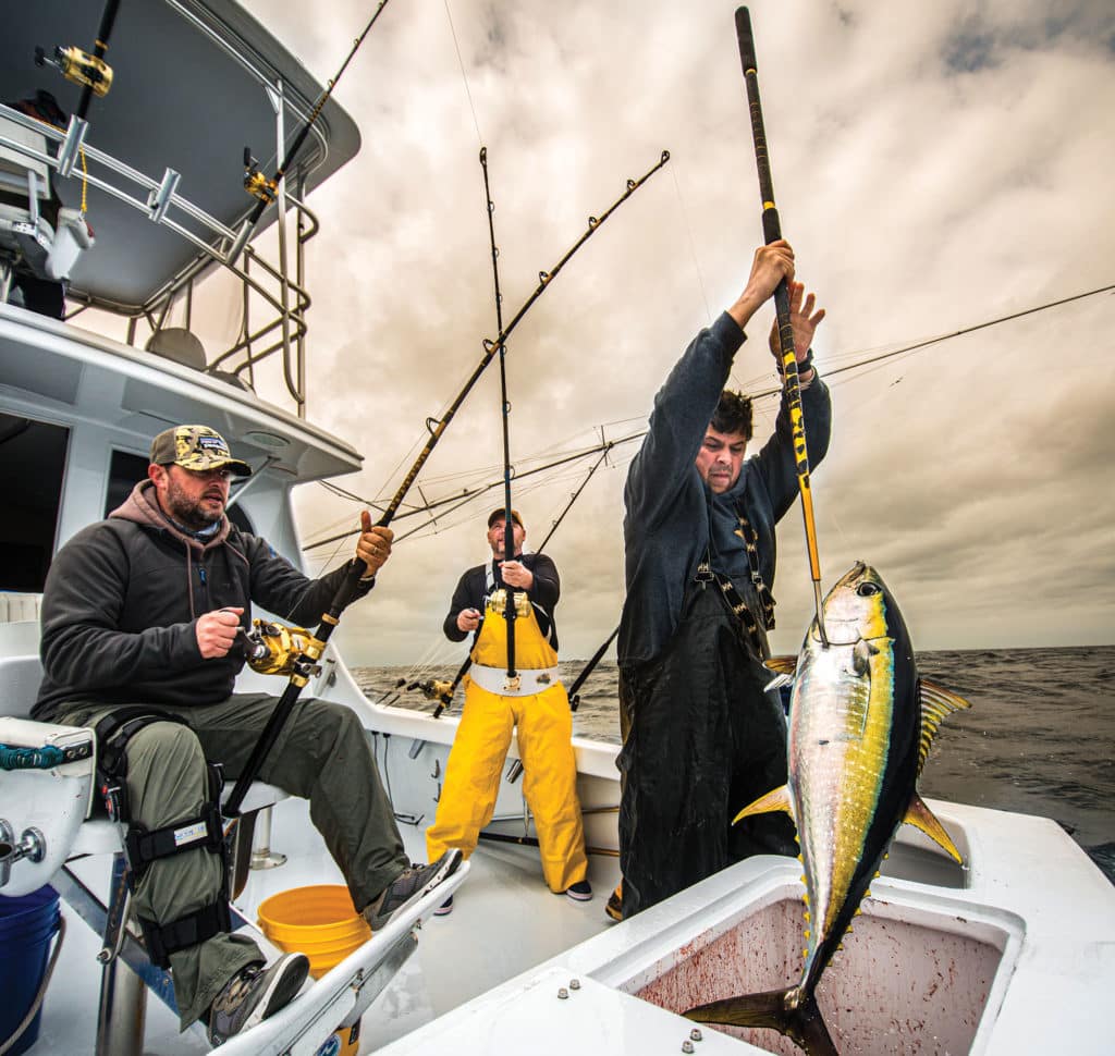 Yellowfin tuna gaffed