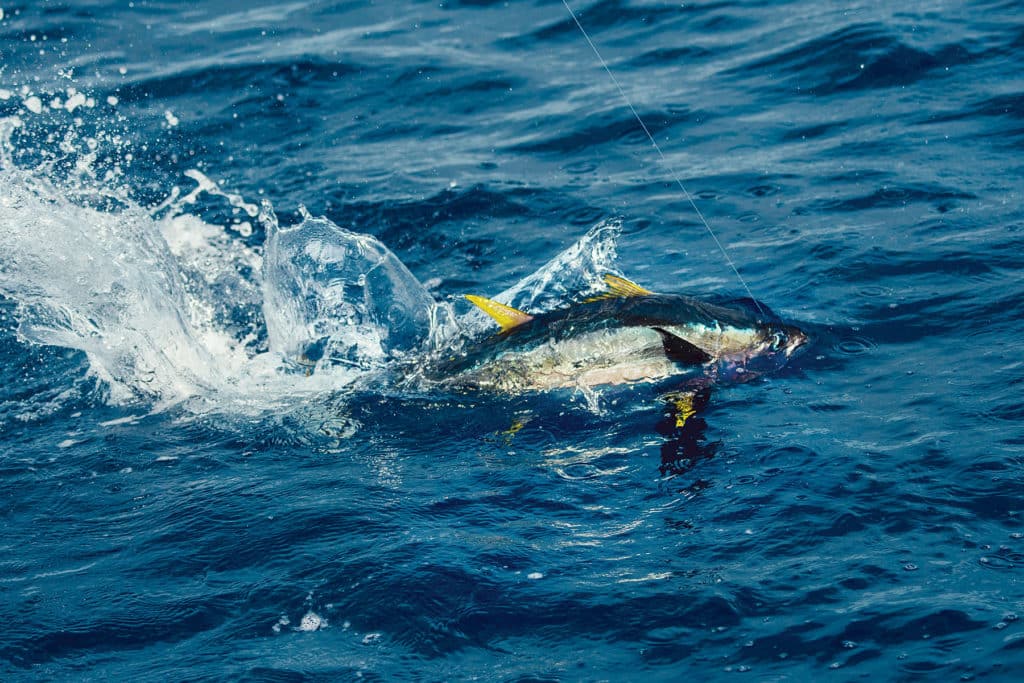Yellowfin making a run
