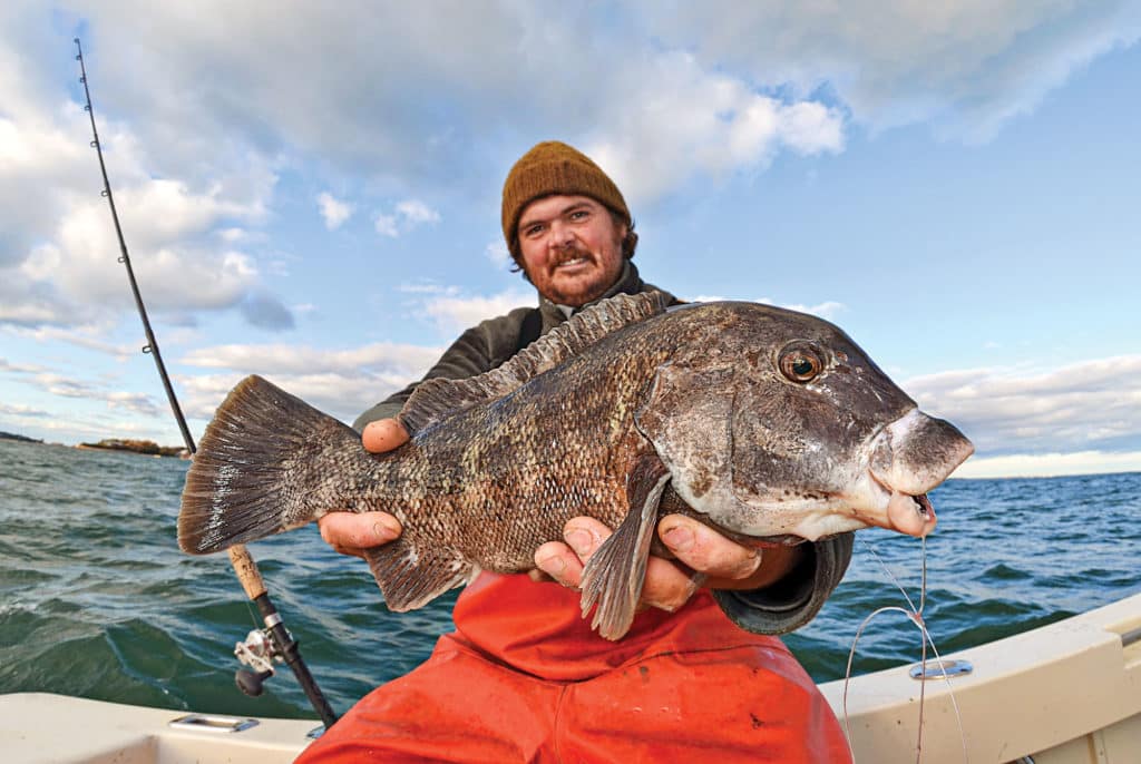 Large tautog caught after chumming