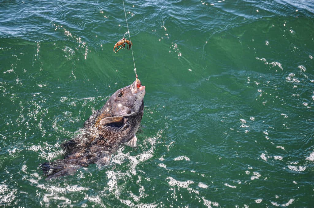Tautog hooked in shallow water