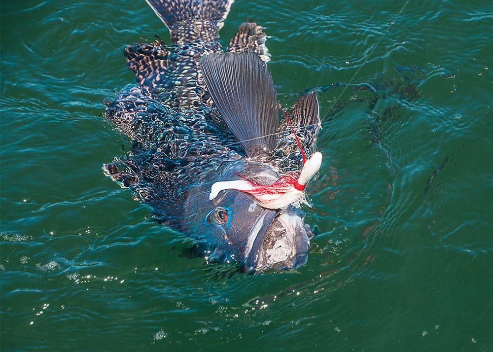 Black Sea Bass on Light Tackle