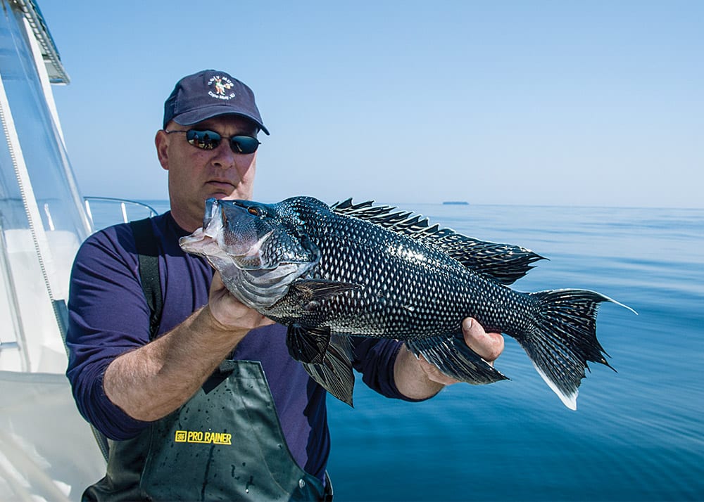 Black Sea Bass on Light Tackle