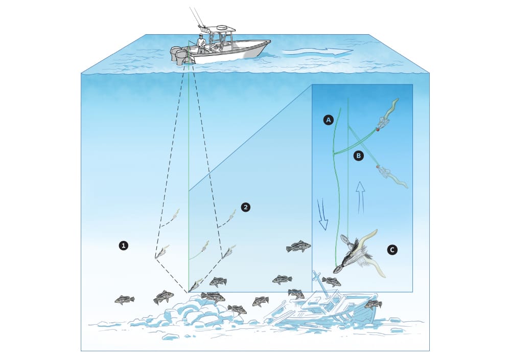 Black Sea Bass on Light Tackle