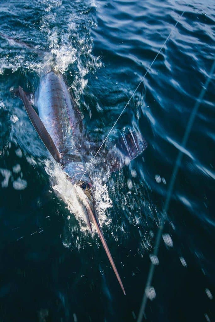 ballyhoo for billfish bait