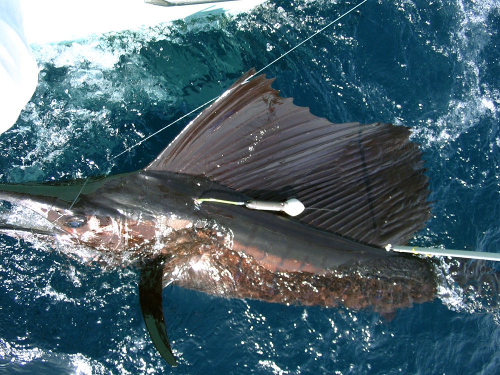 Sailfish Tagging Main