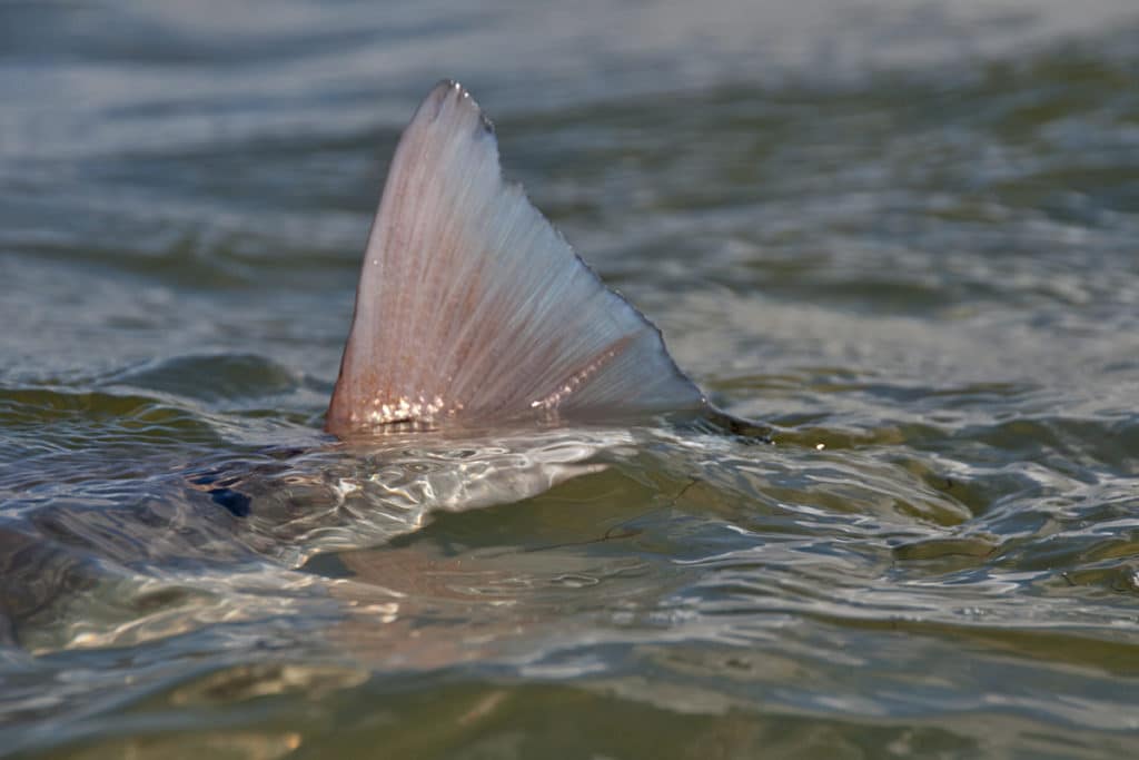 Fast Facts For Success With Mosquito Lagoon Redfish