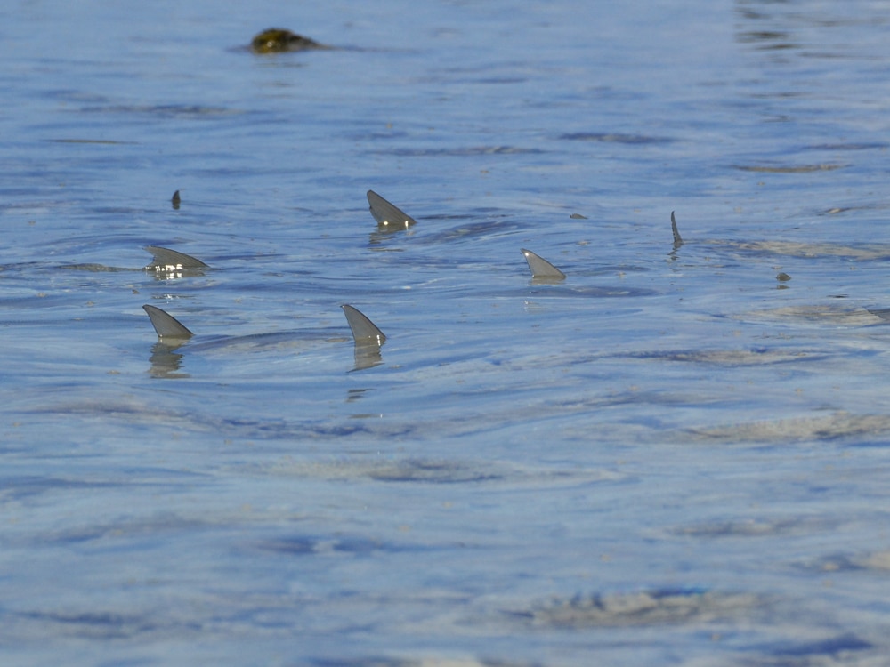Tailing bonefish in the Abaco Marls