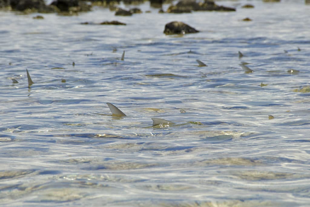 flies weights for bonefish