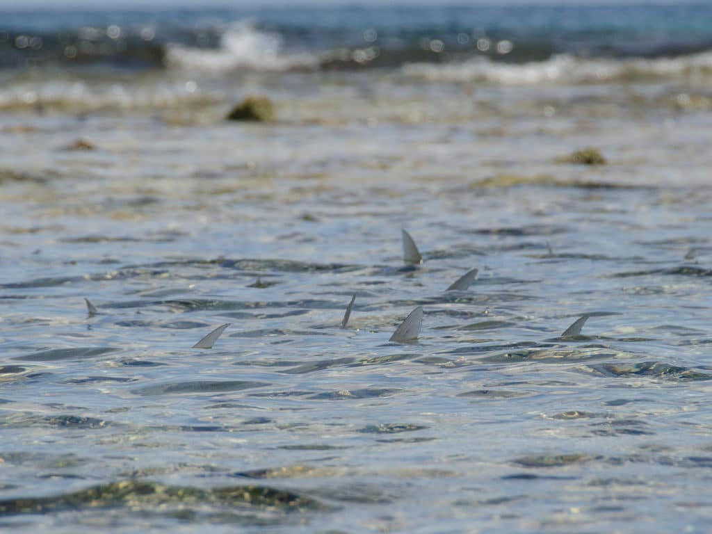 There is nothing quite as exhilarating as stalking tailing bonefish.