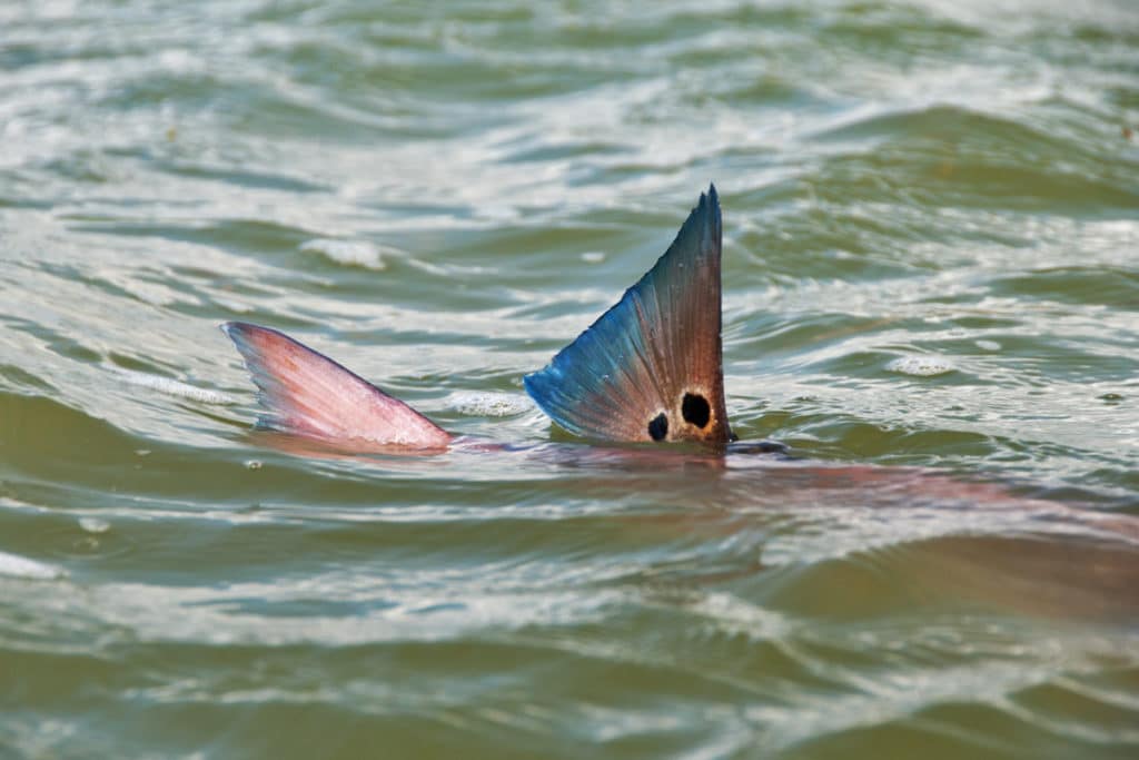 Thanks to their designation as a game fish in 1988 and Florida’s subsequent passage of the gill-net ban, redfish stocks in the Sunshine State are in great shape