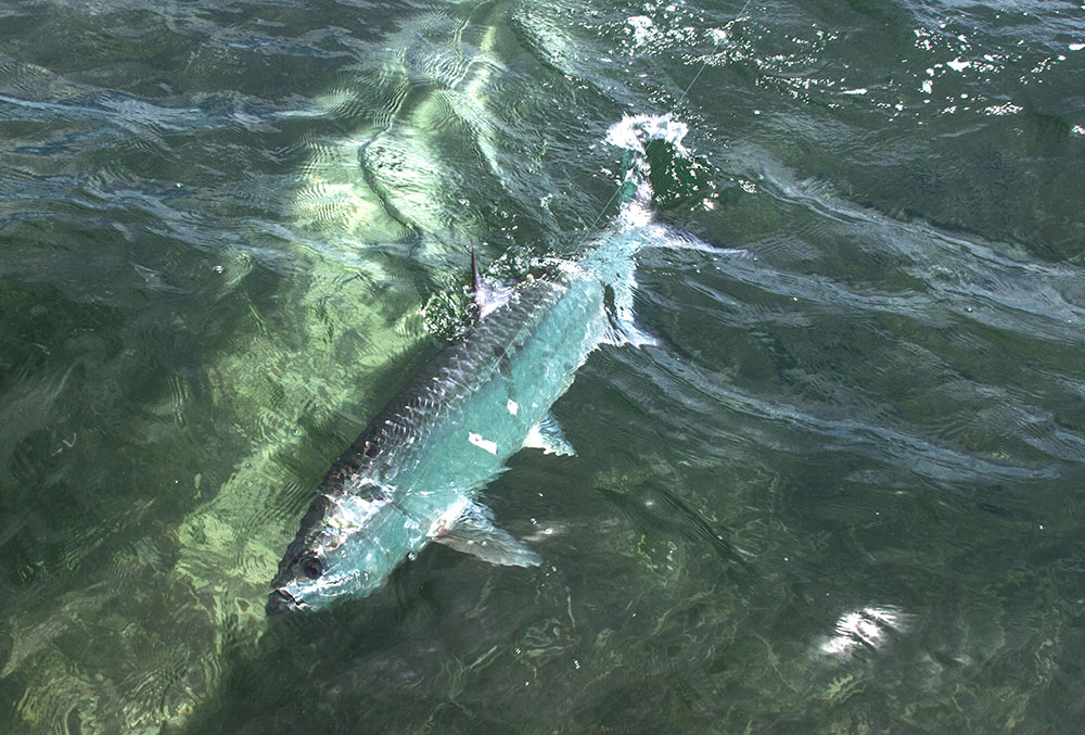 tarpon all about