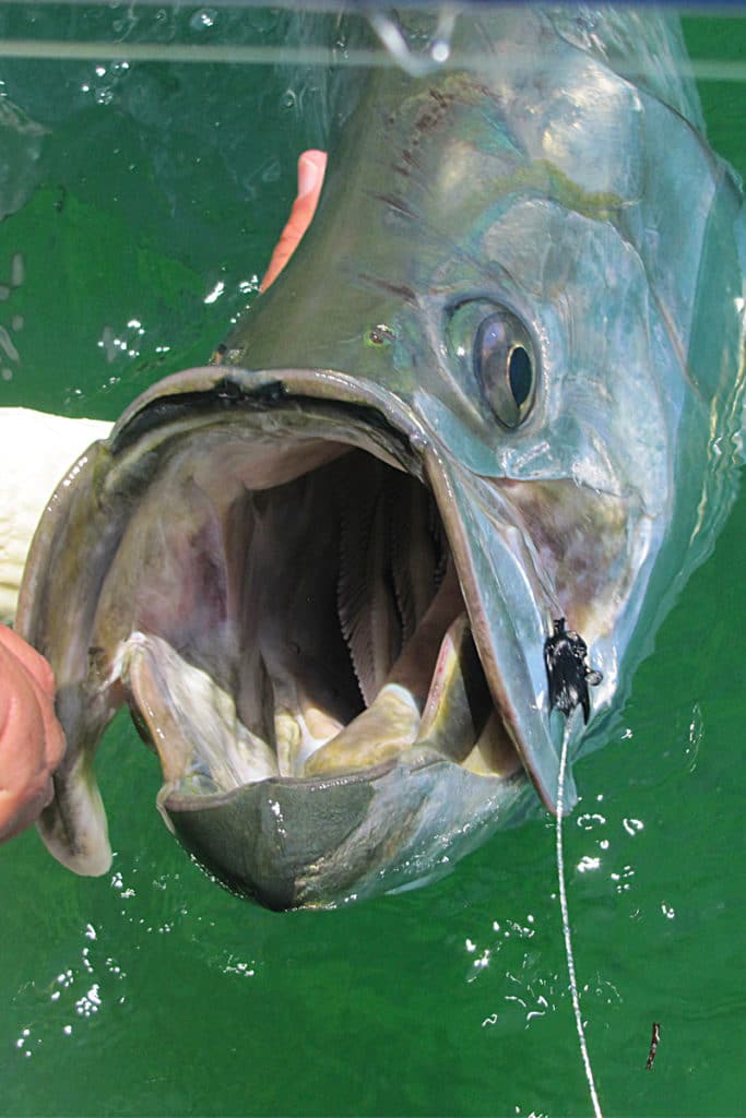 Florida Keys tarpon