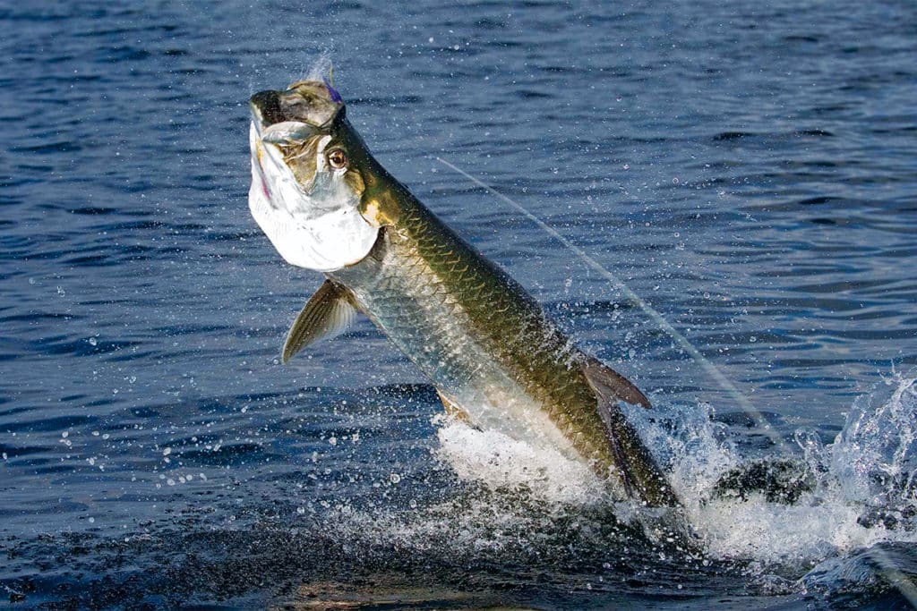 Florida Keys tarpon