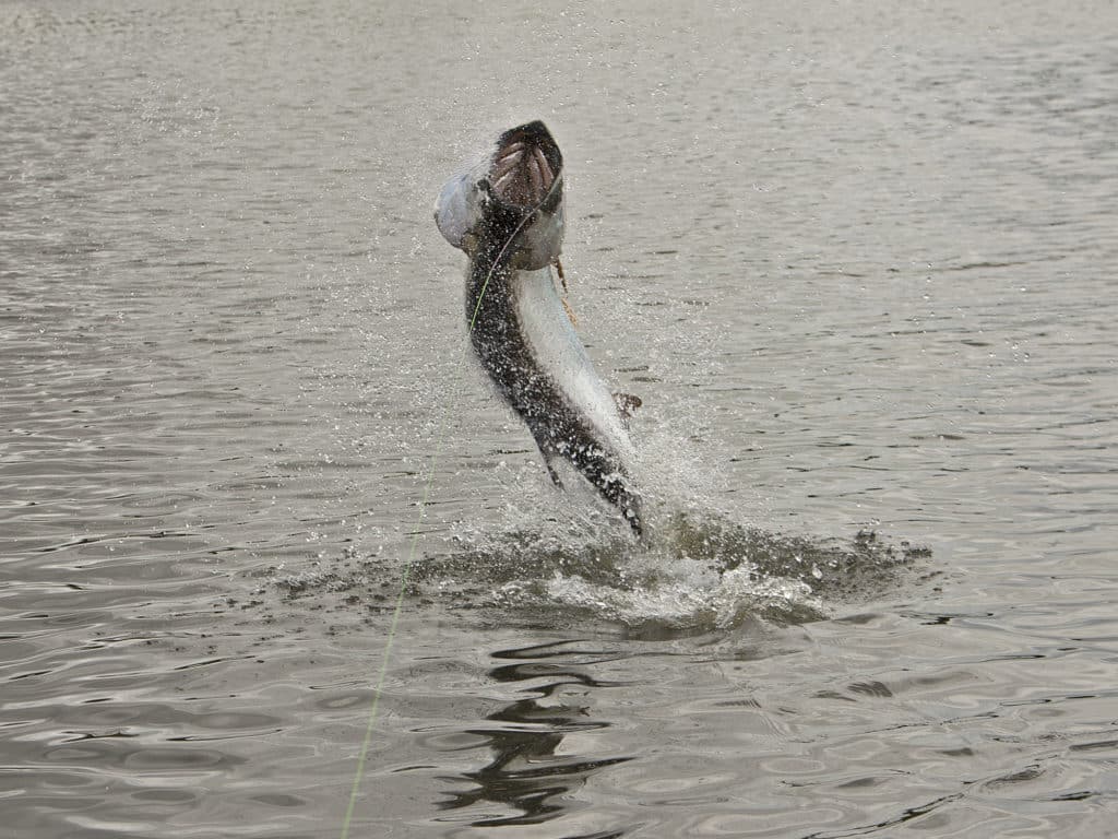 Acrobatic tarpon are widely considered one of the world's most challenging fish.