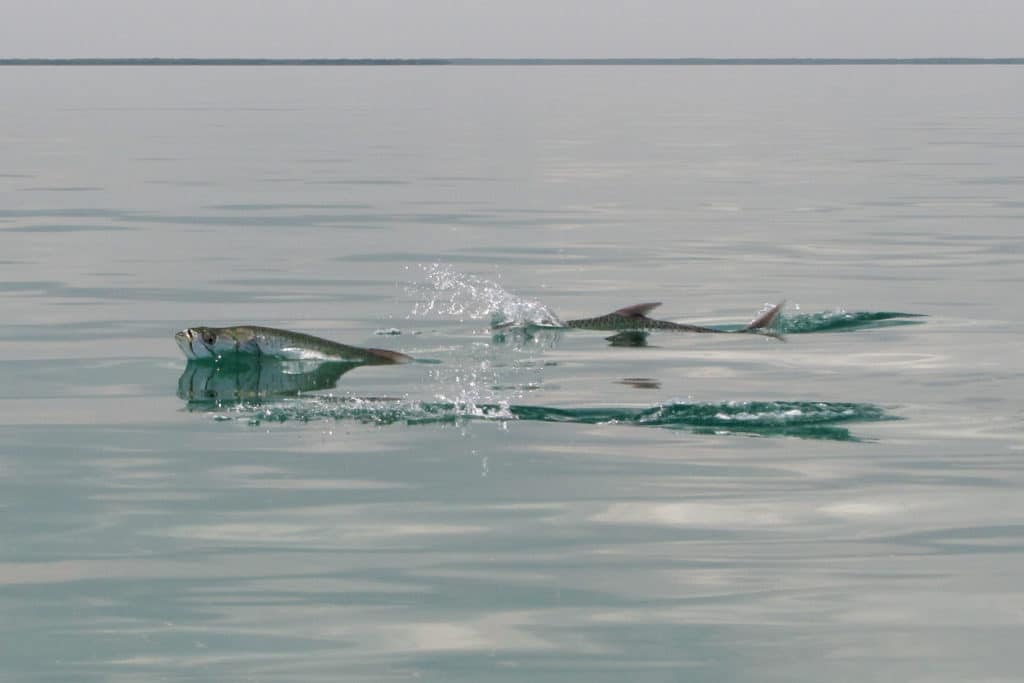 Florida's tarpon migration gets underway every April.