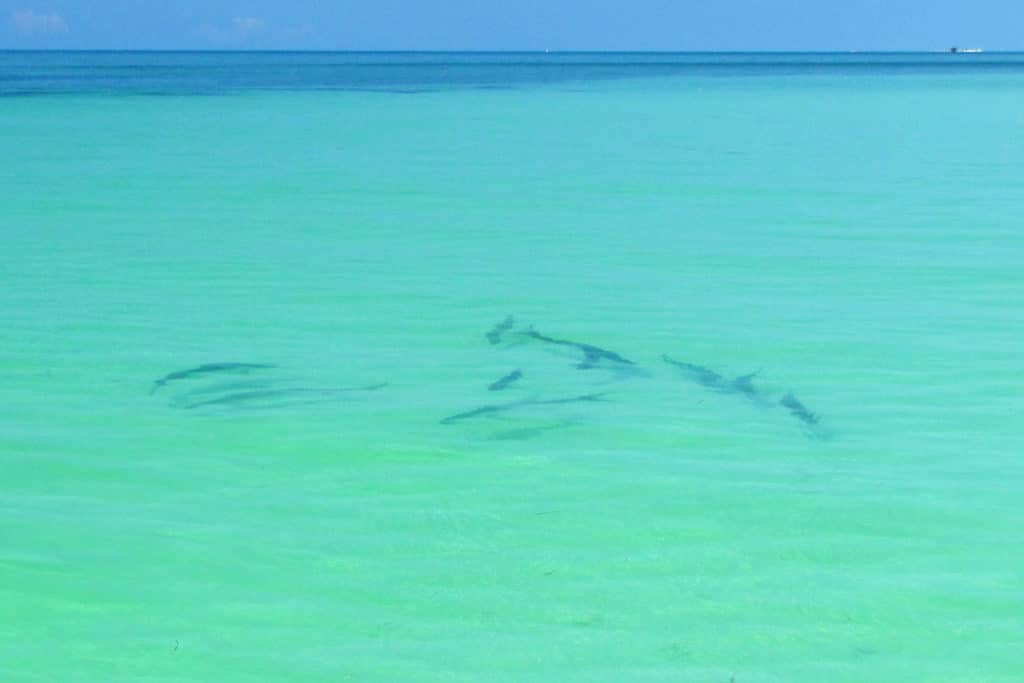 tarpon fishing in Florida