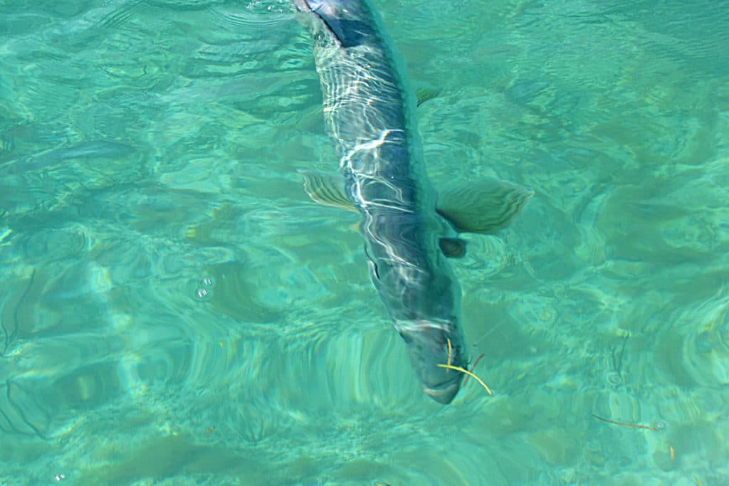 tarpon fishing in Florida