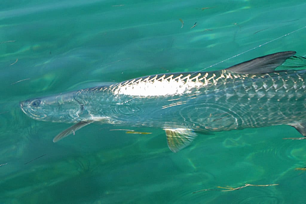 Florida tarpon provide the ultimate challenge for fly anglers.